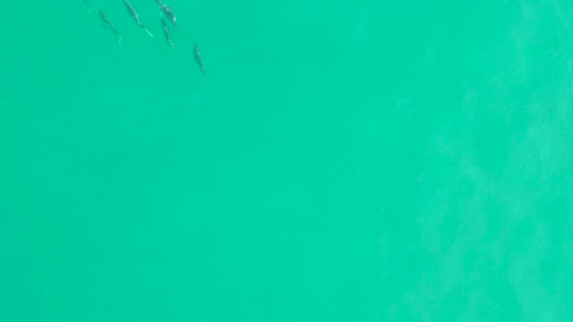 LOS FRALIES LOS CABOS BCS MEXICO-2021: School of Small Fish Moving in Clear Turquoise Water