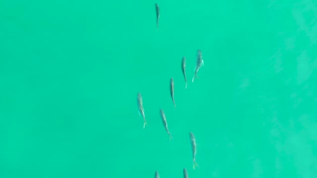 LOS FRALIES LOS CABOS BCS MEXICO-2021: Small Fish Swimming in Turquoise Water