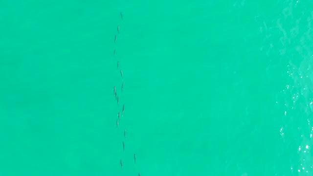 LOS FRALIES LOS CABOS BCS MEXICO-2021: School of Fish Swimming in Turquoise Water
