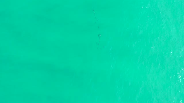 LOS FRALIES LOS CABOS BCS MEXICO-2021: Fish Swimming in Turquoise Ocean Water