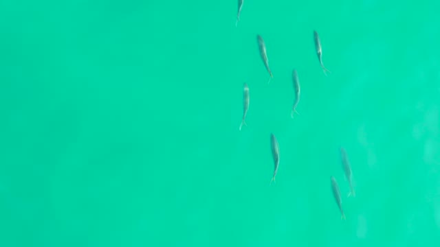LOS FRALIES LOS CABOS BCS MEXICO-2021: School of Small Fish in Clear Turquoise Water