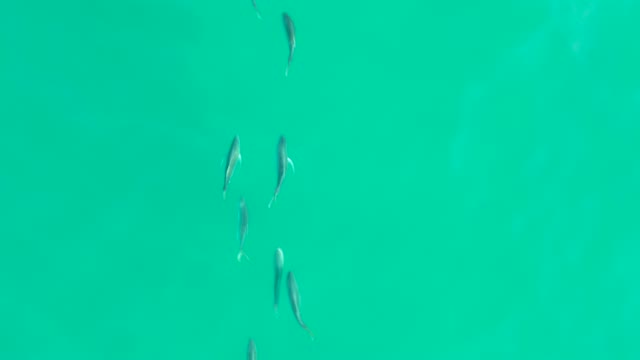 LOS FRALIES LOS CABOS BCS MEXICO-2021: Small Fish Swimming in Clear Turquoise Water