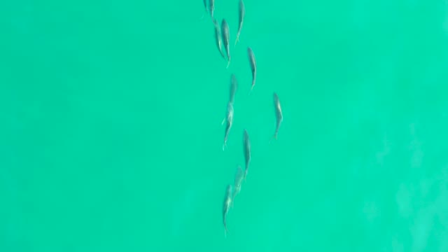 LOS FRALIES LOS CABOS BCS MEXICO-2021: School of Fish Swimming in Clear Turquoise Water