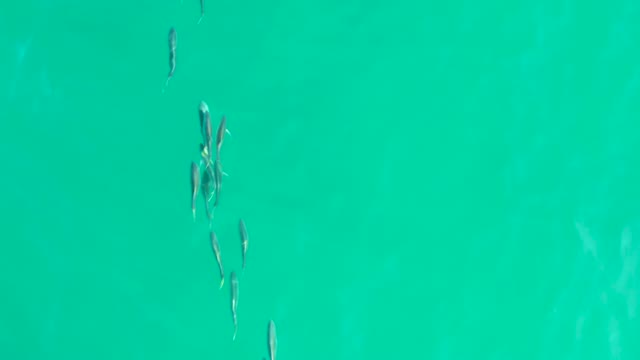 LOS FRALIES LOS CABOS BCS MEXICO-2021: School of Fish Swimming in Clear Turquoise Water