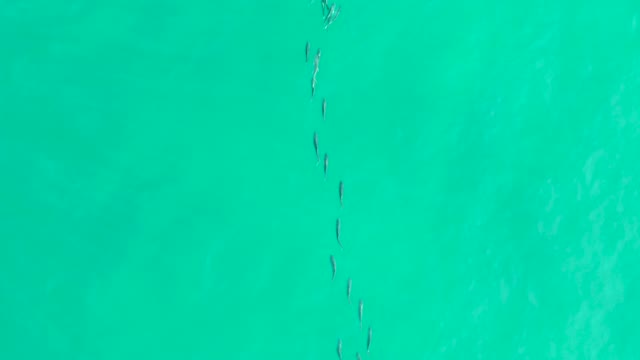 LOS FRALIES LOS CABOS BCS MEXICO-2021: School of Fish Swimming in Clear Turquoise Water