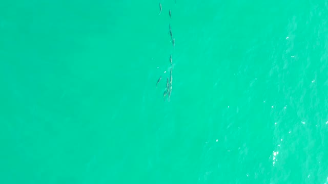 LOS FRALIES LOS CABOS BCS MEXICO-2021: School of Fish Swimming in Clear Turquoise Water