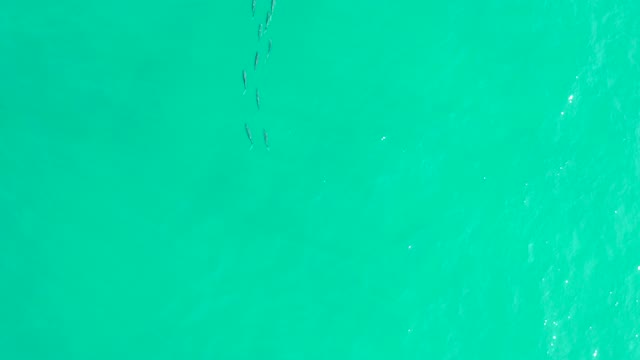 LOS FRALIES LOS CABOS BCS MEXICO-2021: School of Fish Swimming in Clear Turquoise Water