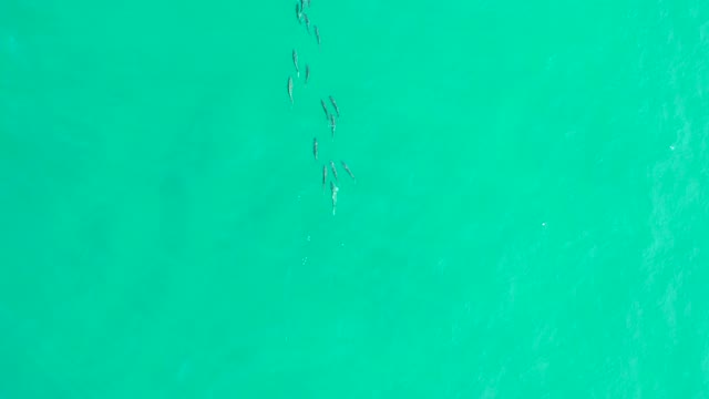 LOS FRALIES LOS CABOS BCS MEXICO-2021: Seabirds Flying Over Turquoise Ocean Water