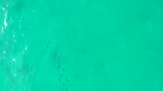 LOS FRALIES LOS CABOS BCS MEXICO-2021: People Swimming in Turquoise Ocean Waters