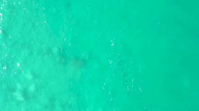 LOS FRALIES LOS CABOS BCS MEXICO-2021: Large Marine Animal Swimming with Small Fish School