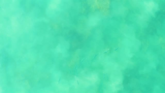 LOS FRALIES LOS CABOS BCS MEXICO-2021: Small Fish Swimming in Clear Turquoise Water