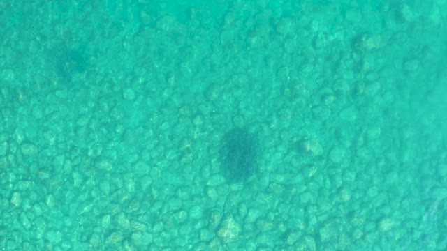 LOS FRALIES LOS CABOS BCS MEXICO-2021: Fish Swimming over Clear Turquoise Seabed