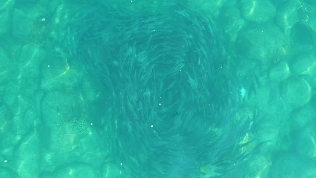 LOS FRALIES LOS CABOS BCS MEXICO-2021: School of Small Fish Swimming in a Spiral Underwater