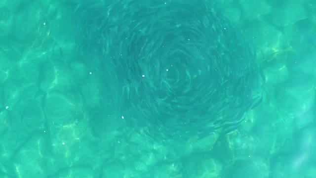 LOS FRALIES LOS CABOS BCS MEXICO-2021: Small Fish School Forming a Circular Vortex Underwater