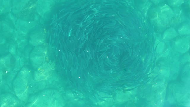 LOS FRALIES LOS CABOS BCS MEXICO-2021: Small Fish School Forming a Circular Vortex in Clear Water