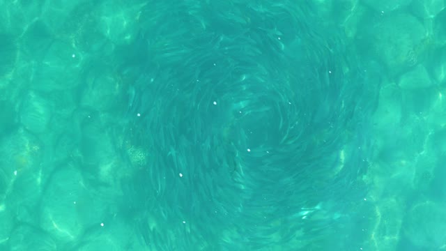 LOS FRALIES LOS CABOS BCS MEXICO-2021: Water Vortex Forming in Clear Pool