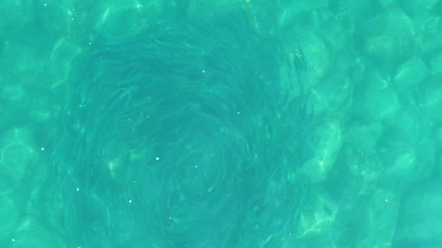 LOS FRALIES LOS CABOS BCS MEXICO-2021: Overhead View of Fish School Forming Circular Pattern