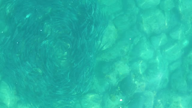 LOS FRALIES LOS CABOS BCS MEXICO-2021: Spiraling School of Small Fish Underwater