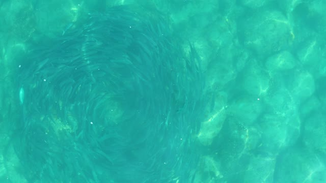 LOS FRALIES LOS CABOS BCS MEXICO-2021: Small Fish School Forming a Spiral in Clear Turquoise Water