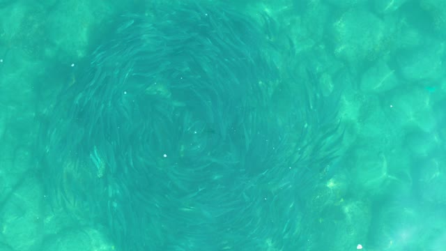 LOS FRALIES LOS CABOS BCS MEXICO-2021: Swirling Vortex in Clear Swimming Pool Water