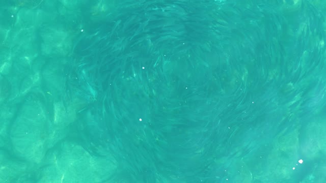 LOS FRALIES LOS CABOS BCS MEXICO-2021: Spiral School of Small Fish in Clear Turquoise Water