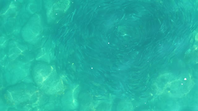 LOS FRALIES LOS CABOS BCS MEXICO-2021: School of Small Fish Swirling in Clear Turquoise Water