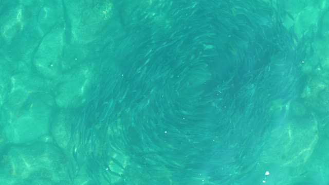 LOS FRALIES LOS CABOS BCS MEXICO-2021: School of Small Fish Swimming in Circular Vortex in Clear Water