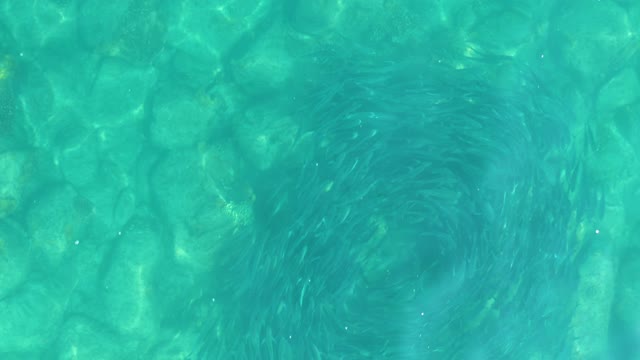 LOS FRALIES LOS CABOS BCS MEXICO-2021: Small Fish School Swimming in Circular Pattern in Clear Water