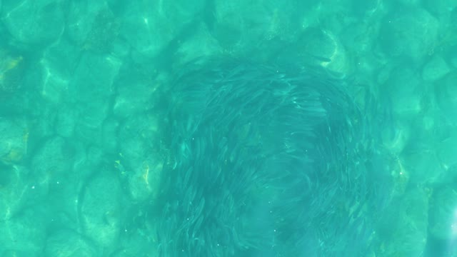 LOS FRALIES LOS CABOS BCS MEXICO-2021: School of Small Fish Swimming in Clear Turquoise Water over Stones