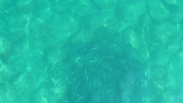 LOS FRALIES LOS CABOS BCS MEXICO-2021: Underwater Movement of Aquatic Plant in Clear Turquoise Water