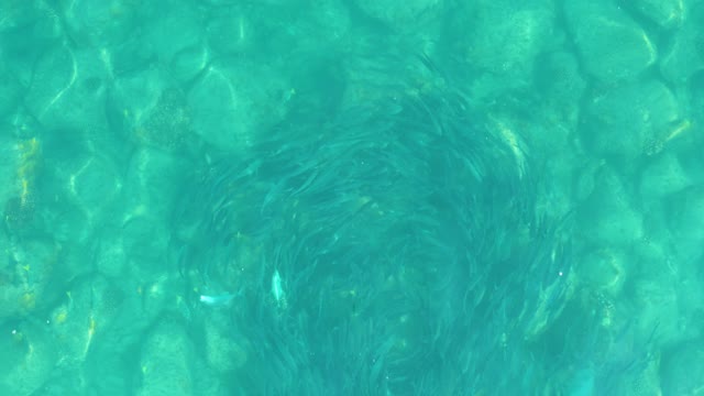 LOS FRALIES LOS CABOS BCS MEXICO-2021: School of Small Fish Swimming in Circular Pattern Underwater