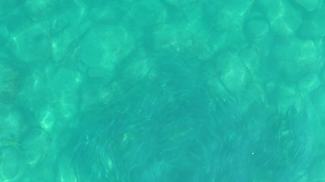 LOS FRALIES LOS CABOS BCS MEXICO-2021: School of Small Fish Swimming in Clear Turquoise Water