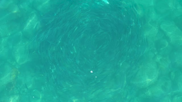LOS FRALIES LOS CABOS BCS MEXICO-2021: School of Small Fish Swirling in Clear Turquoise Water