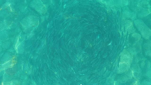 LOS FRALIES LOS CABOS BCS MEXICO-2021: School of Small Fish Swirling in Clear Turquoise Water
