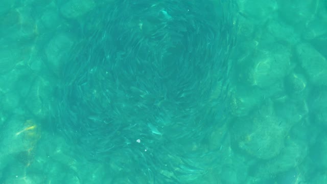 LOS FRALIES LOS CABOS BCS MEXICO-2021: School of Small Fish Swirling in Clear Turquoise Water