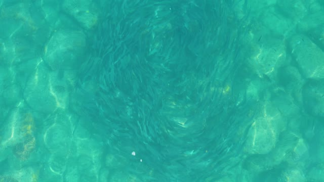 LOS FRALIES LOS CABOS BCS MEXICO-2021: School of Small Fish in Clear Turquoise Water