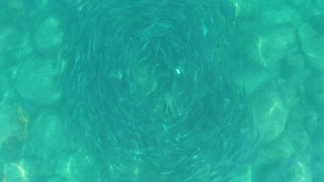 LOS FRALIES LOS CABOS BCS MEXICO-2021: School of Small Fish Forming Underwater Vortex