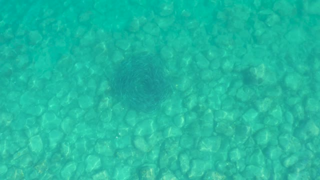 LOS FRALIES LOS CABOS BCS MEXICO-2021: School of Fish Swirling in Clear Turquoise Water