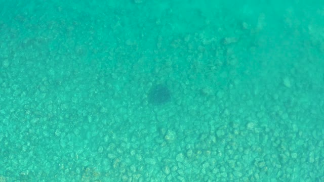 LOS FRALIES LOS CABOS BCS MEXICO-2021: Fish Swimming Over Rocky Ocean Floor in Clear Water