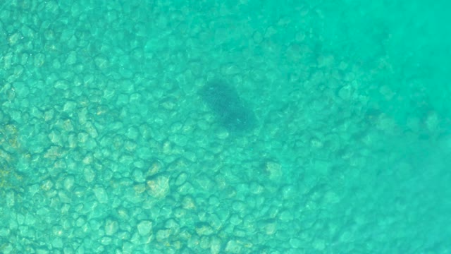 LOS FRALIES LOS CABOS BCS MEXICO-2021: Small Fish Gliding over Pebbly Ocean Floor