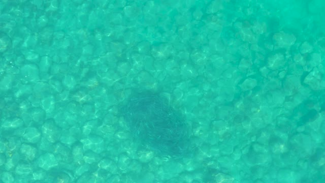LOS FRALIES LOS CABOS BCS MEXICO-2021: A Ray Swimming in Clear Turquoise Water