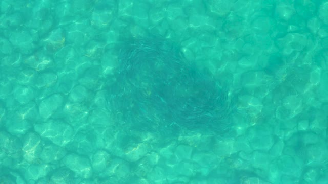 LOS FRALIES LOS CABOS BCS MEXICO-2021: Stingray Swimming in Clear Turquoise Water