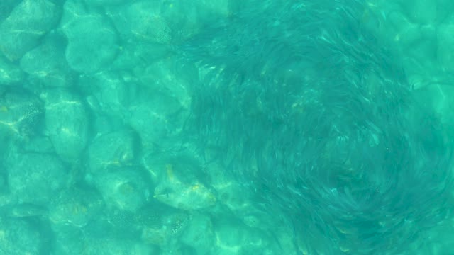 LOS FRALIES LOS CABOS BCS MEXICO-2021: School of Small Fish Swimming in Circular Pattern Underwater