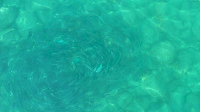 LOS FRALIES LOS CABOS BCS MEXICO-2021: Ripples Expanding in Clear Shallow Water