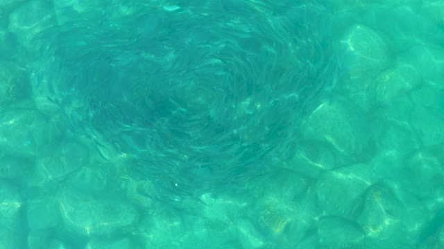 LOS FRALIES LOS CABOS BCS MEXICO-2021: School of Small Fish in Circular Formation Underwater