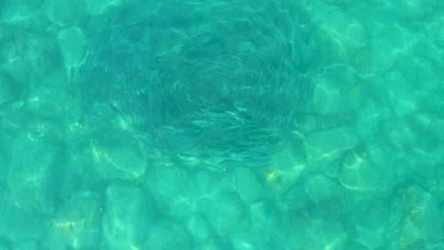 LOS FRALIES LOS CABOS BCS MEXICO-2021: School of Small Fish Rotating in Clear Turquoise Water