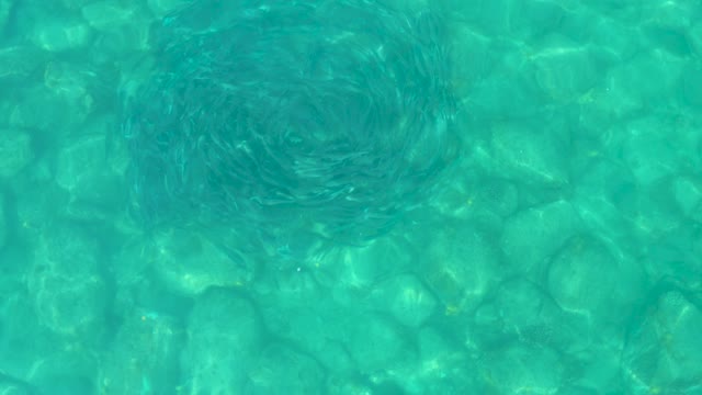 LOS FRALIES LOS CABOS BCS MEXICO-2021: School of Small Fish in Circular Formation Underwater