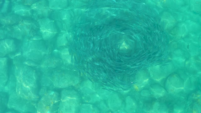 LOS FRALIES LOS CABOS BCS MEXICO-2021: Small Fish School Spiraling in Clear Turquoise Water