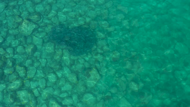 LOS FRALIES LOS CABOS BCS MEXICO-2021: Swirling School of Small Fish in Clear Turquoise Water