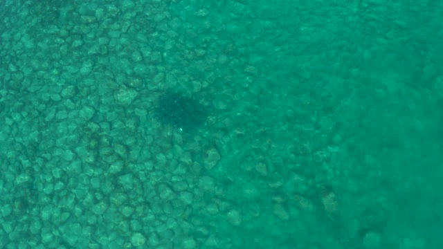LOS FRALIES LOS CABOS BCS MEXICO-2021: Fish Swimming Over Rocky Seabed